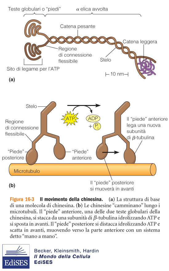 Chinesine Le chinesine hanno tre domini: 1)testa globulare che lega microtubulo e idrolizza ATP 2) regione ad elica 3) regione di