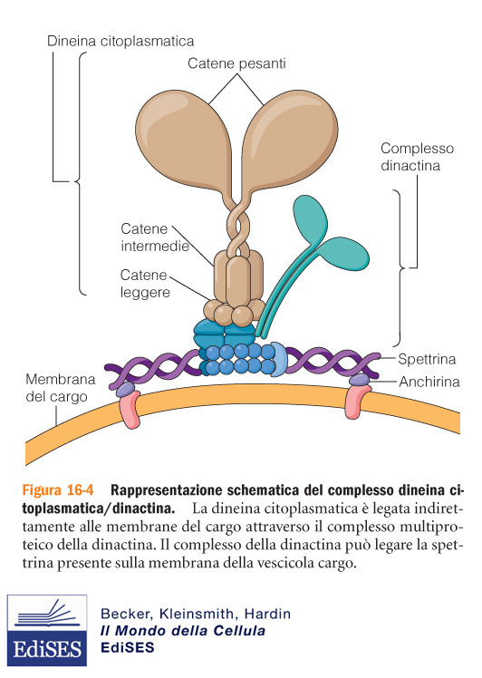 Dineine citoplasmatiche Formate da associazione di diverse catene; le catene pesanti formano le teste globulari che interagiscono