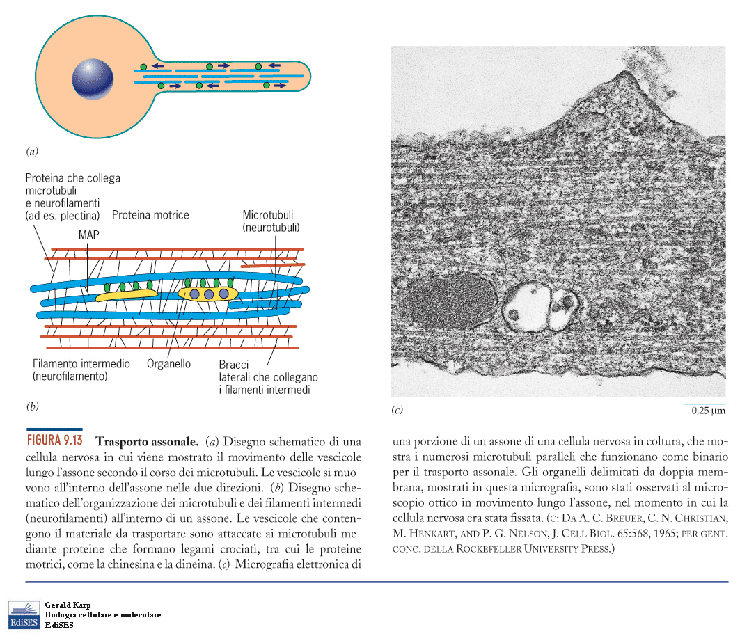 Trasporto assonale Le proteine motrici trasportano organelli e vescicole dal
