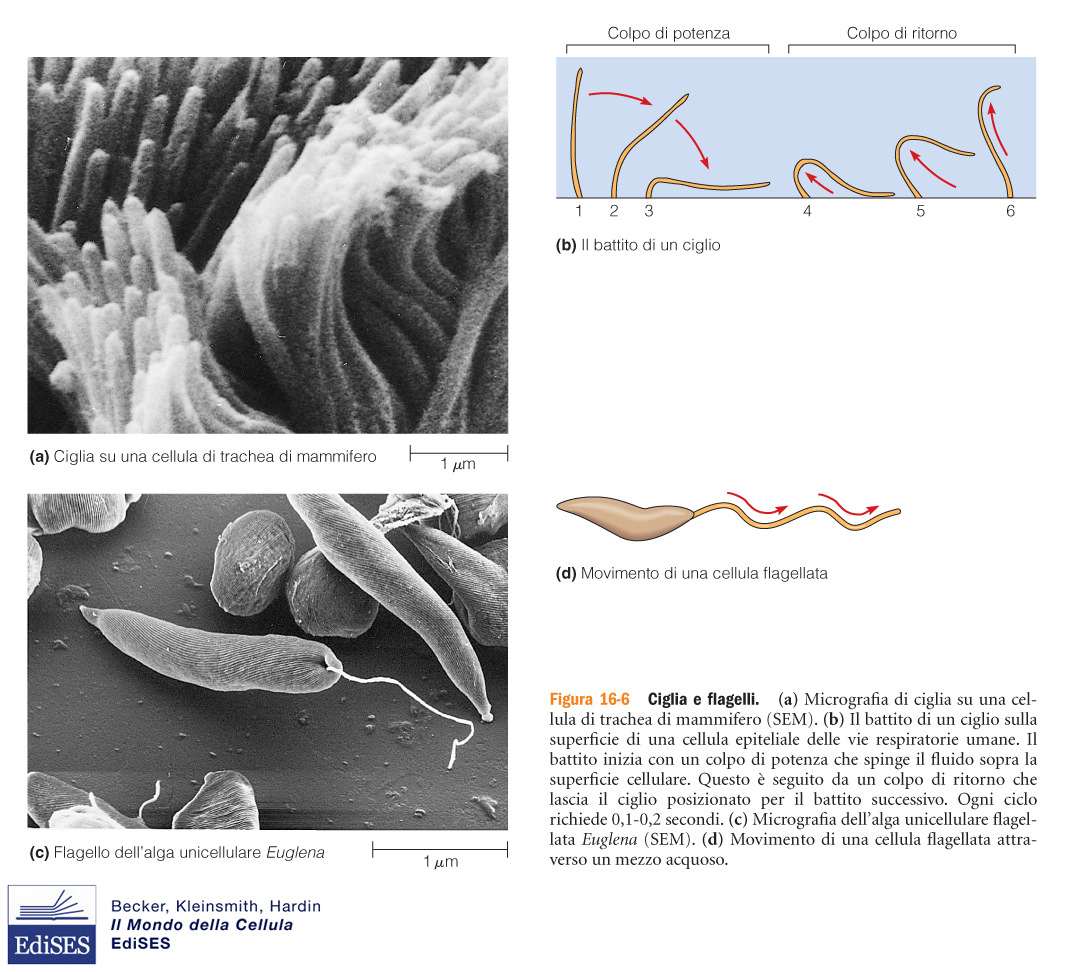 Motilità basata su microtubuli 1. Movimento intracellulare 2. Movimento di appendici mobili (ciglia e flagelli) In organismi unicell. moto e raccolta cibo es protozoi ciliati tipo Paramecium In org.