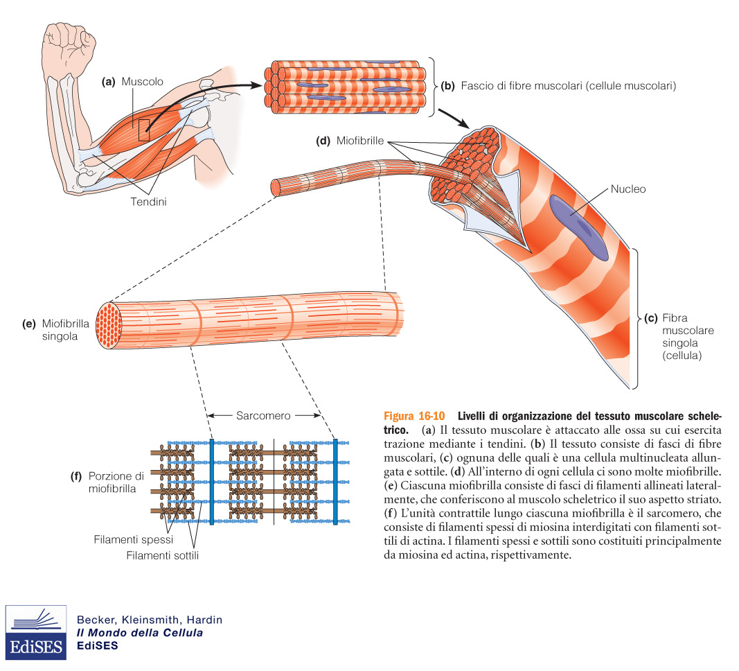 Organizzazione strutturale del muscolo scheletrico muscolo fasci di fibre muscolari fibre (sincizi multinucleati) miofibrille (2µm diametro, lunghe quanto fibra) sarcomero= unità