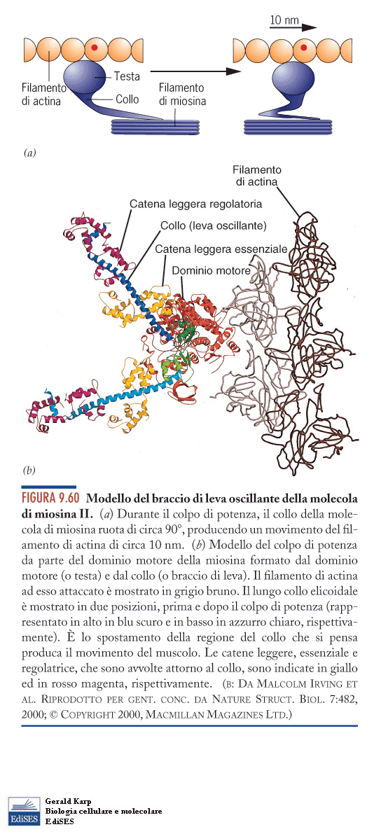 Lo scorrimento delle miosine sui filamenti sottili dipende dalla formazione di ponti traversi transitori tra le teste gobulari di miosina e le actine G dei filamenti