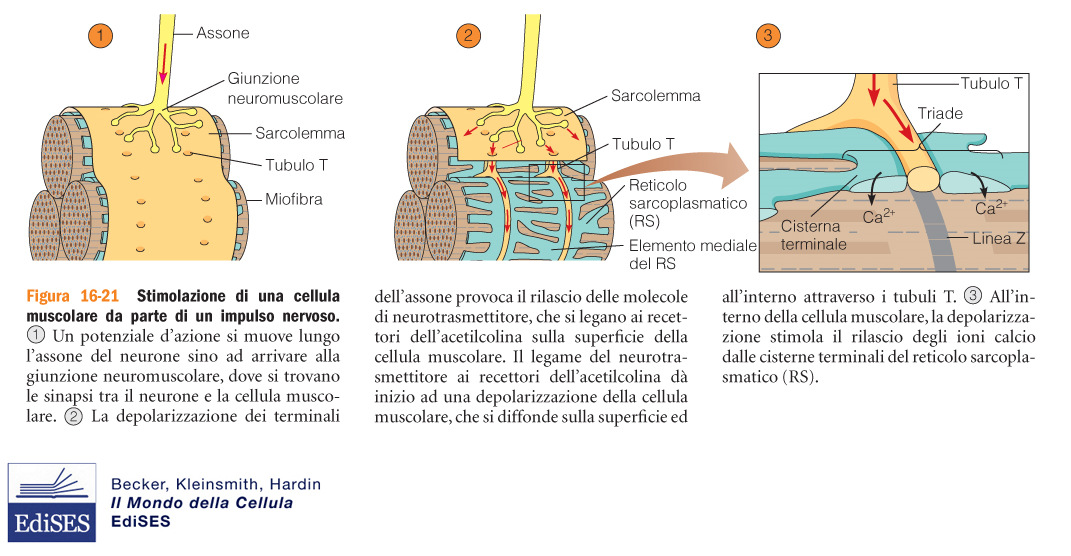 A livello della giunzione neuromuscolare il rilascio del neurotrasmettitore e quindi il suo legame su recettori specifici del sarcolemma inducono un potenziale di azione che è trasmesso lungo la