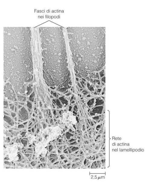 Il movimento strisciante mediato da filopodi è tipico dei fibroblasti e delle migrazioni cellulari embrionali