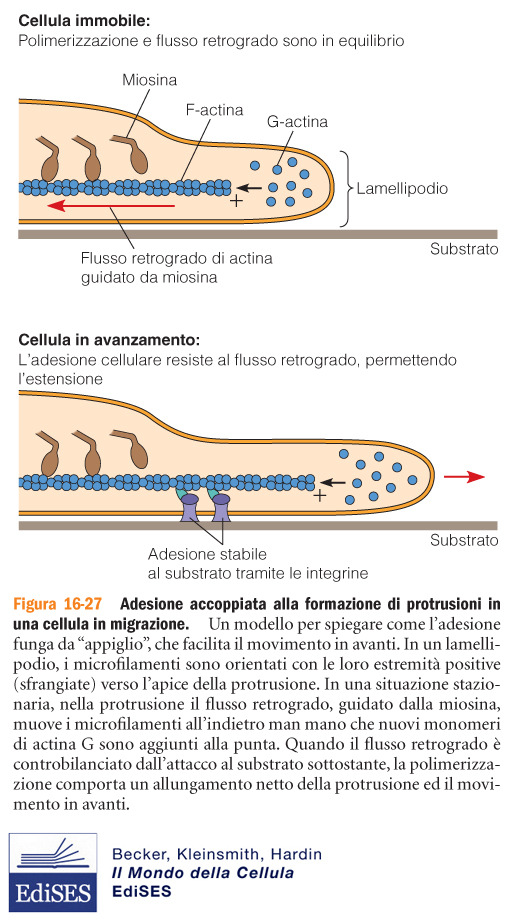 L adesione al substrato è fondamentale per il movimento netto Le miosine tirano dietro i microfilamenti di actina che man mano si allungano all estremità (+) per