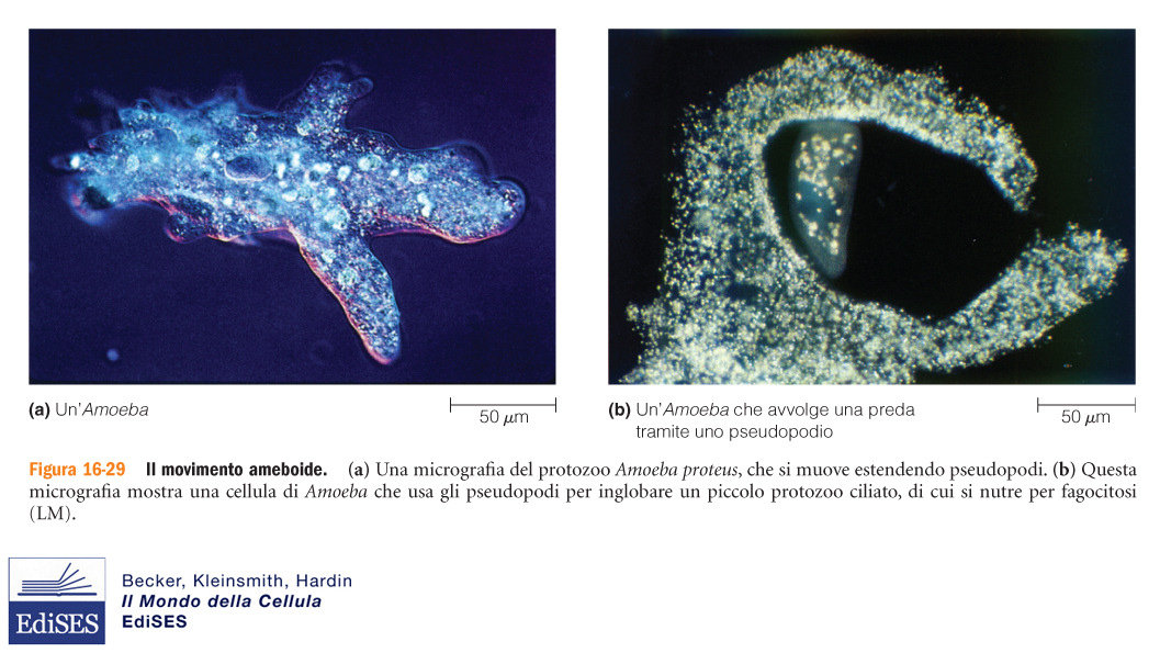 Il movimento ameboide Il movimento strisciante di tipo ameboide è tipico di alcuni protozoi, funghi e leucociti (funzione di motilità, nutrimento-fagocitosi, difesa) Si basa su: -emissione di