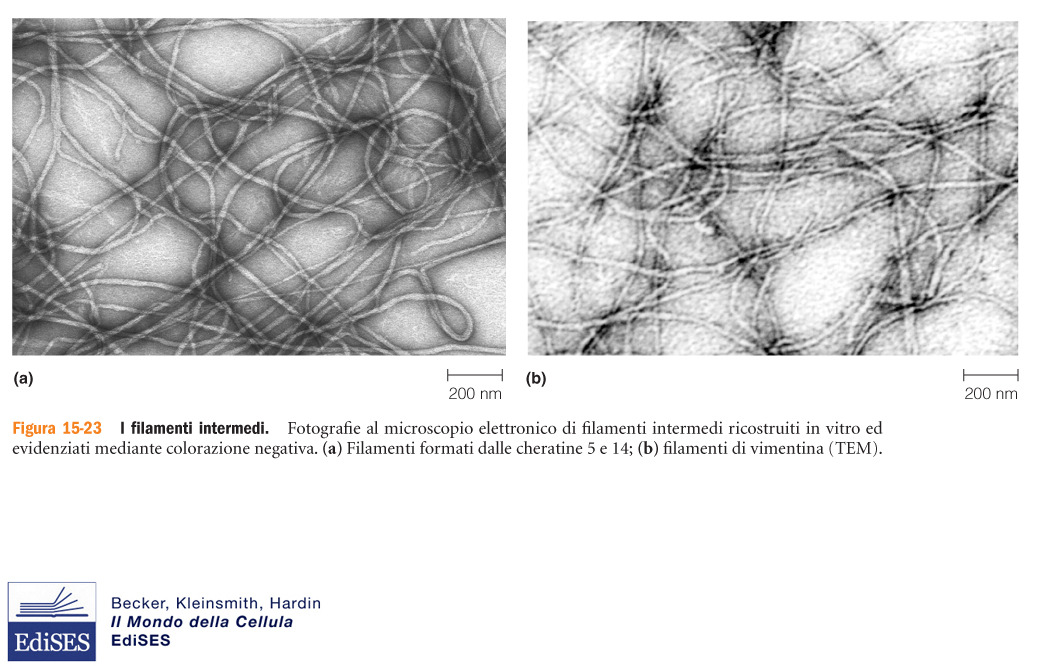 Filamenti intermedi I filamenti intermedi (diametro 8-12 nm) sono le strutture più stabili del citoscheletro funzione di sostegno meccanico (es desmosomi, lamina nucleare, collegamento tra organuli)