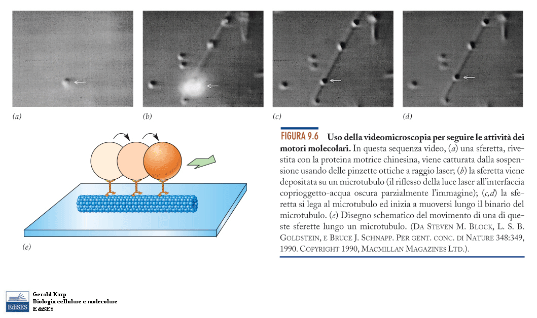 Lo studio del citoscheletro e della motilità associata si avvale di moderne tecniche (microscopia fluorescenza e