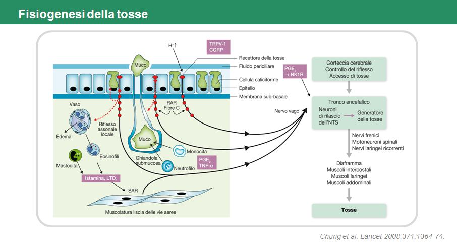 Alla luce delle attuali conoscenze di fisiopatologia si delinea un profilo fenomenologico della tosse non circoscritto al semplice legame causa (o meglio stimolo)-effetto, ma esteso ai centri