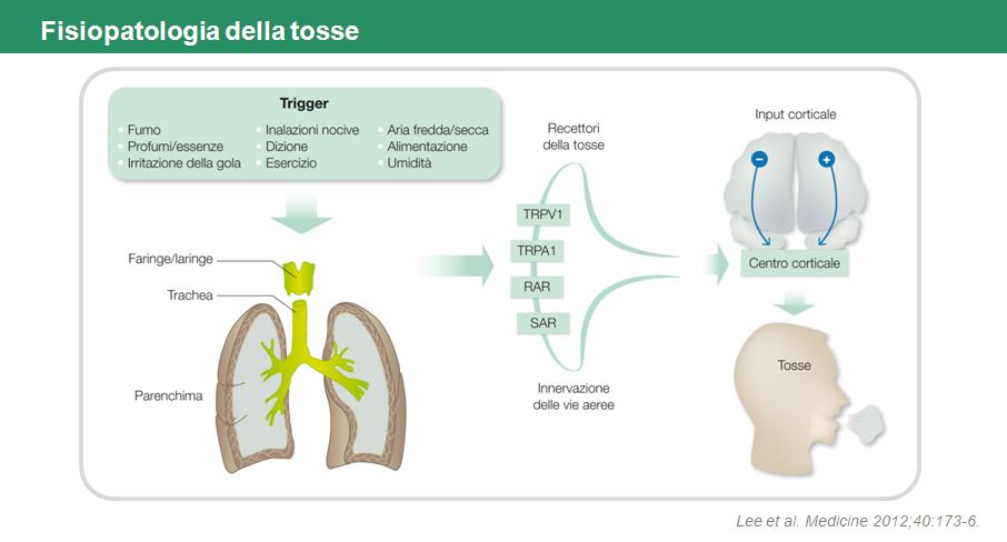 L origine della tosse è limitata a strutture innervate dal nervo vago, e in cui sono presenti i recettori della tosse, distinti nelle quattro tipologie illustrate nella slide.