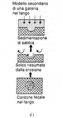 Nel caso b) la galleria viene riempita dalla sabbia dello strato sovrastante Si ha: Riempimento passivo per assestamento della sabbia Riempimento attivo, dovuto ad attività di animali.