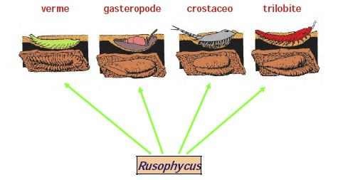 Classificazione e nomenclatura E quasi impossibile identificare l organismo che ha prodotto una traccia, si può fare con sicurezza solo quando si ritrova l animale morto alla fine