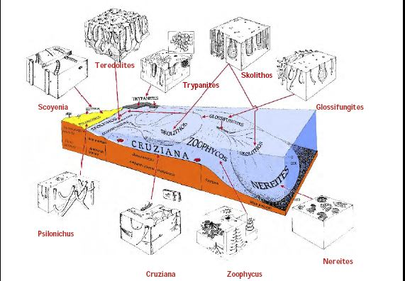 Modello di distribuzione batimetrica delle icnofacies: Le tracce fossili, insieme alle bioturbazioni, sono indicazione di presenza