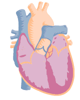 Il cuore ha la funzione di pompare sangue in quantità adeguata al fabbisogno dell organismo La contrazione meccanica del cuore è