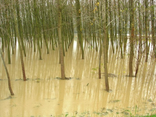 Funzione ambientale della pioppicoltura - Protezione Conservazione suolo in casi di eventi alluvionali (analisi alluvioni 1994 e 2000) - Le formazioni arboree hanno una capacità di difesa del suolo