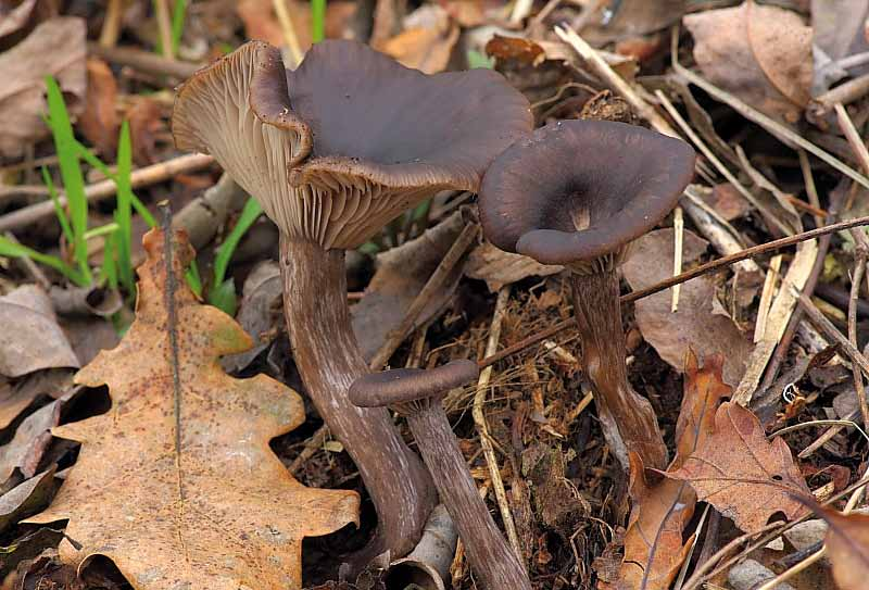 Parco naturale Bosco delle sorti della partecipanza - Trino Pseudoclitocybe cyathiformis (Bull.: Fr.) Sing.