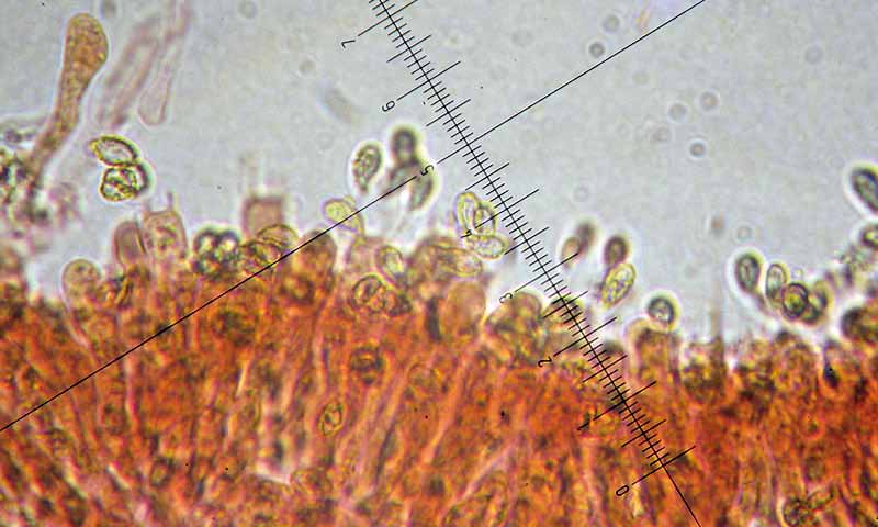 Parco naturale Bosco delle sorti della partecipanza - Trino Microscopia Basidi tetrasporici affusolati verso la base, 40-60 2-6 µm, sterigmi lunghi fino a 8-9 µm.