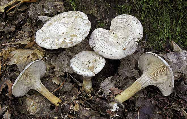 Censimento Micologico AMINT - 2010 Rhodocybe mundula (Lasch) Singer Rhodocybe mundula, è caratterizzata dalla sporata rosa, come altre specie appartenenti al Genere; ha taglia media, il cappello