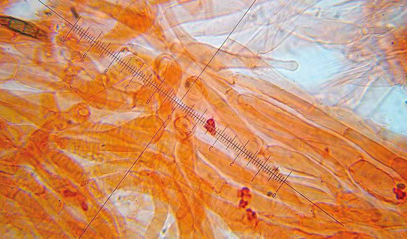 Parco naturale Bosco delle sorti della partecipanza - Trino Microscopia Spore 5-7 2,5-3 µm cilindriche-ellissoidali, liscie, guttulate. Basidi 18-23 4,5-5,5 µm strettamente clavati, tetrasporici.
