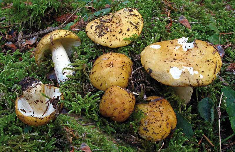 Parco naturale Bosco delle sorti della partecipanza - Trino Russula ochroleuca (Pers.) Fr. Specie abbastanza semplice da determinare per il complesso dei suoi caratteri macroscopici.