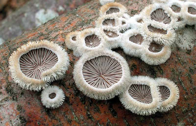 Parco naturale Bosco delle sorti della partecipanza - Trino Schizophyllum commune Fr.