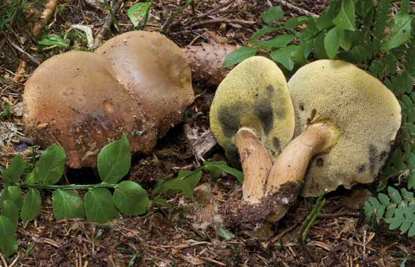 Parco naturale Bosco delle sorti della partecipanza - Trino Xerocomus badius (Fr.) Kühn. ex Gilb.