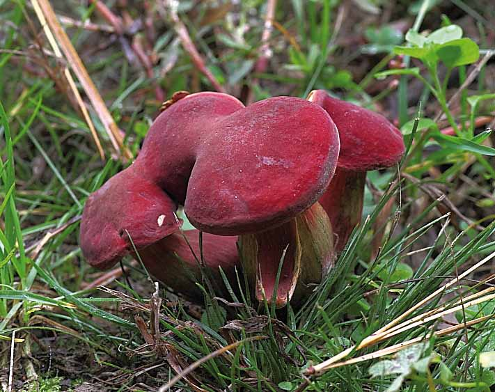 Parco naturale Bosco delle sorti della partecipanza - Trino Xerocomus rubellus Quél.