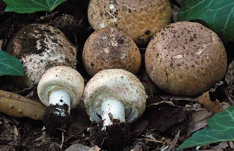 Parco naturale Bosco delle sorti della partecipanza - Trino Agaricus impudicus (Rea) Pilat.