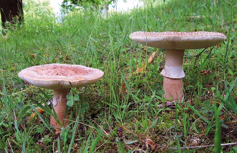 Parco naturale Bosco delle sorti della partecipanza - Trino Amanita rubescens (Pers.: Fr