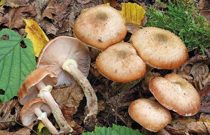 Parco naturale Bosco delle sorti della partecipanza - Trino Armillaria cepistipes Vel.