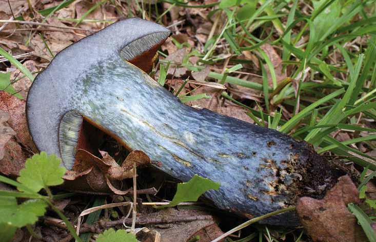 Censimento Micologico AMINT - 2010 Boletus luridus Schaeff.