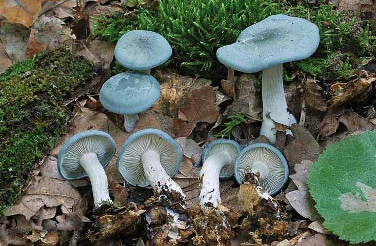 Parco naturale Bosco delle sorti della partecipanza - Trino Clitocybe odora (Bull.: Fr.) Kumm.