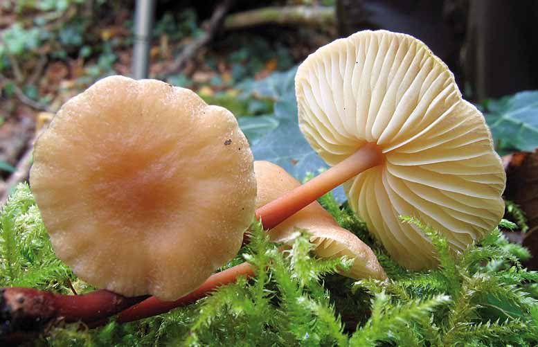 Parco naturale Bosco delle sorti della partecipanza - Trino Collybia kuehneriana Sing. Fungo cespitoso di piccole dimensioni.