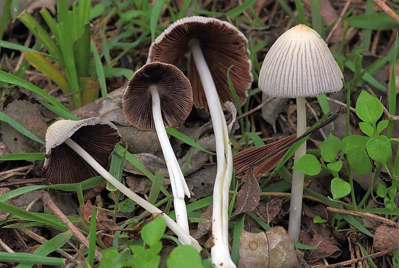 Censimento Micologico AMINT - 2010 Coprinus xanthothryx Romag.