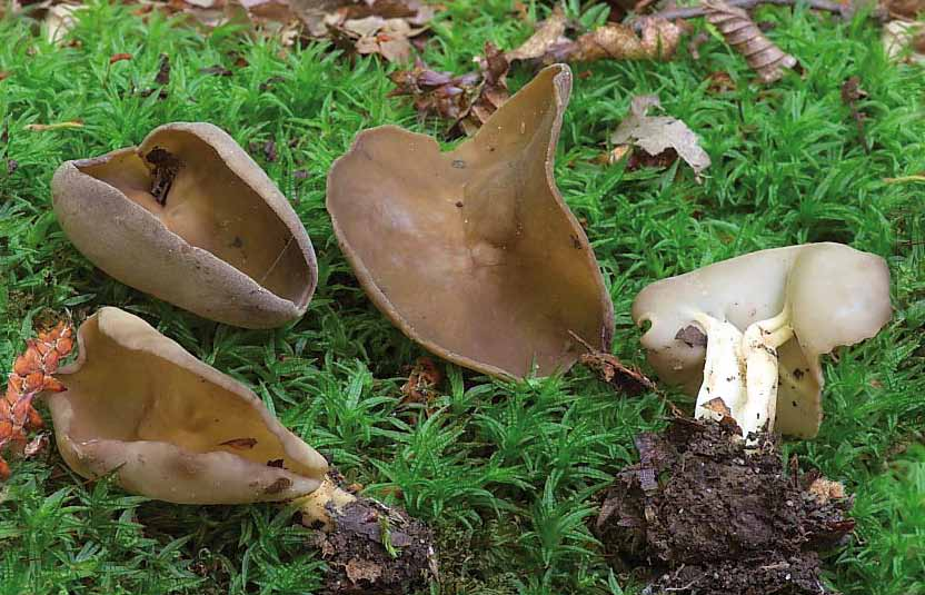 Parco naturale Bosco delle sorti della partecipanza - Trino Helvella acetabulum (L.: Fr.) Quél.