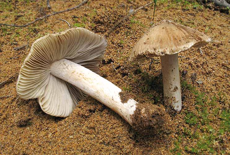 Parco naturale Bosco delle sorti della partecipanza - Trino Inocybe rimosa (Bull.) P. Kumm.