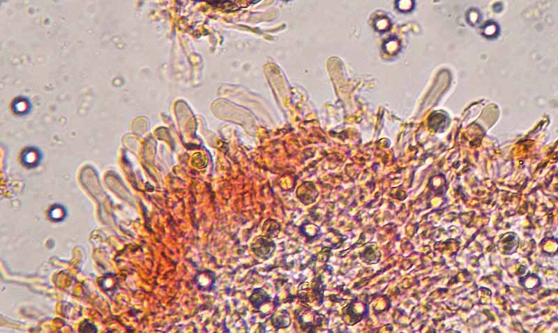 Parco naturale Bosco delle sorti della partecipanza - Trino Microscopia Presenta macrocistidi (vedi