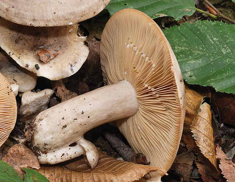 Parco naturale Bosco delle sorti della