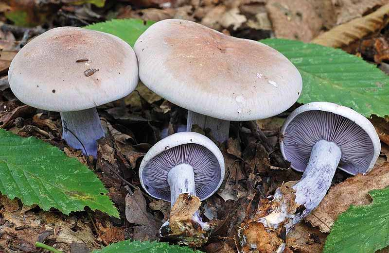 Parco naturale Bosco delle sorti della partecipanza - Trino Lepista nuda (Bull.: Fr.