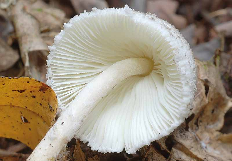 Censimento Micologico AMINT - 2010 Leucocoprinus brebissonii (Godey in Gillet) Locquin Il Genere Leucocoprinus è simile al genere Coprinus per il portamento simile, ma ha sporata bianca, da cui il