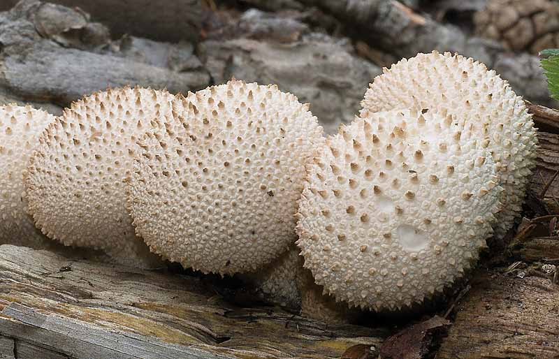 Censimento Micologico AMINT - 2010 Lycoperdon perlatum Pers.