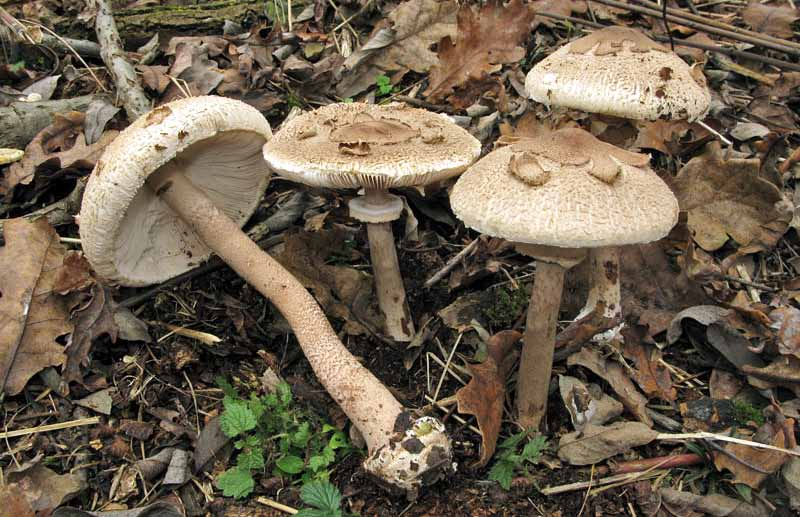 Parco naturale Bosco delle sorti della partecipanza - Trino Macrolepiota konradii (Huijsman ex P.D.