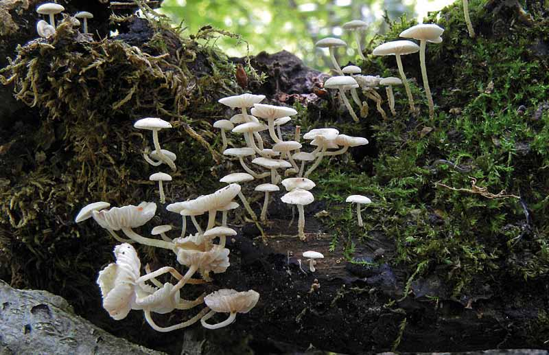 Censimento Micologico AMINT - 2010 Marasmiellus ramealis (Bull.: Fries) Sing. Piccoli funghi lignicoli che crescono a gruppi.