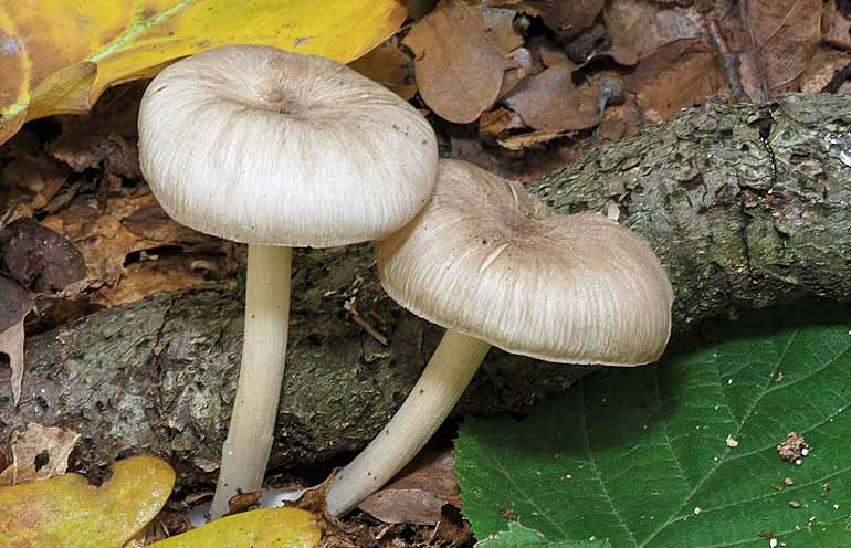 Parco naturale Bosco delle sorti della partecipanza - Trino Megacollybia platyphylla (Pers.) Kotl.