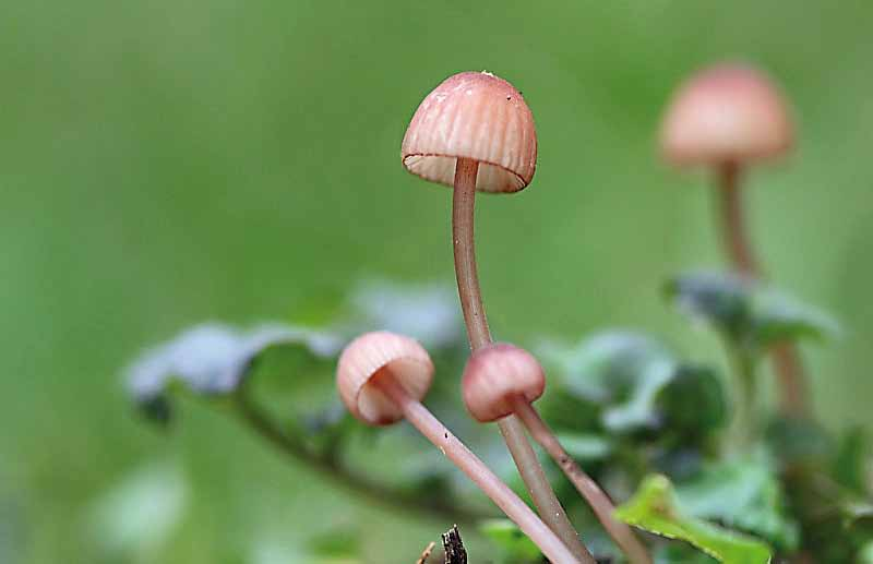 Parco naturale Bosco delle sorti della partecipanza - Trino Mycena sanguinolenta (A. & S.: Fr.) Kumm.