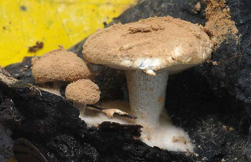 Censimento Micologico AMINT - 2010 Nyctalis agaricoides (Fr.: Fr.) Bon & Courtec. = Asterophora lycoperdoides (Bull.