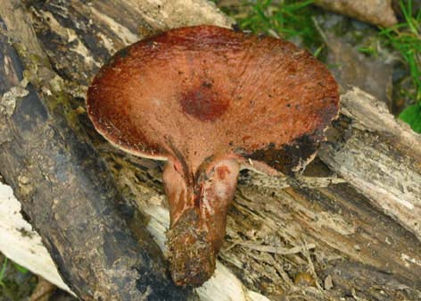 Tipo di marciume: induce un marciume bruno cubico Conseguenze per l albero: colonizza soprattutto la parte bassa dei tronchi e risale talvolta lungo il fusto delle piante fino a qualche metro di