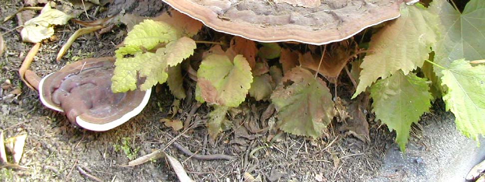 Ganoderma resinaceum Parassita delle latifoglie, spesso alla base del tronco.