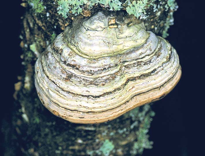 Fomes fomentarius Fruttificazione a forma di mensola o ungulata (a forma di zoccolo di cavallo), ampiamente