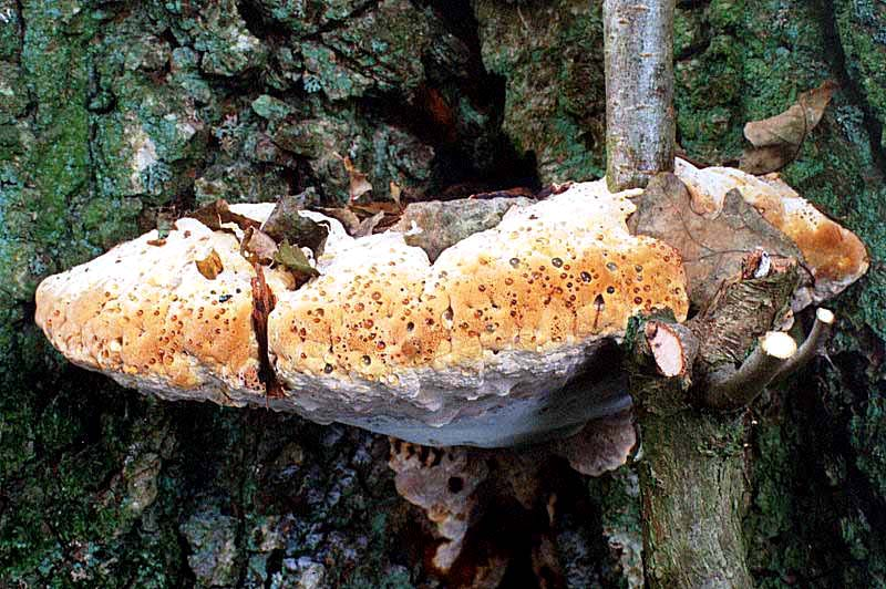 Il genere Inonotus Inonotus dryadeus Parassita delle querce, sovente alla base del fusto.